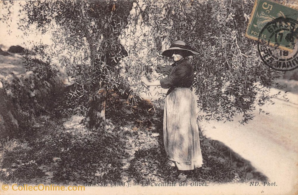 cartes postales europe france la cueillette des olives