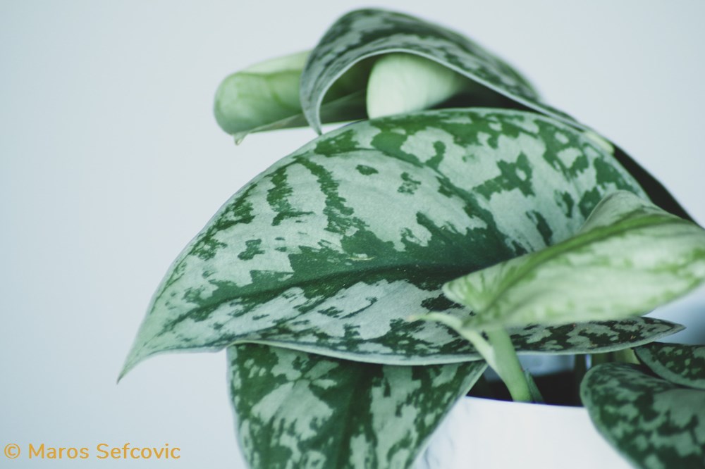 Satin Pothos ( Scindapsus Pictus ) living world vegetaux satin pothos scindapsus pictus