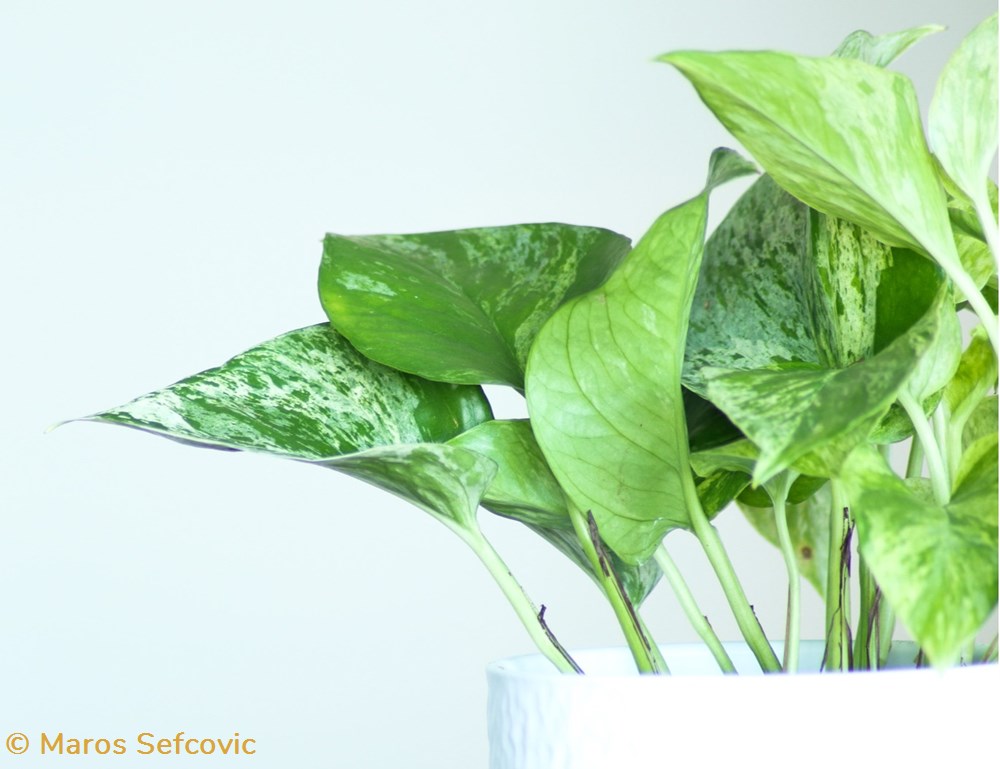 living world vegetaux marble queen pothos