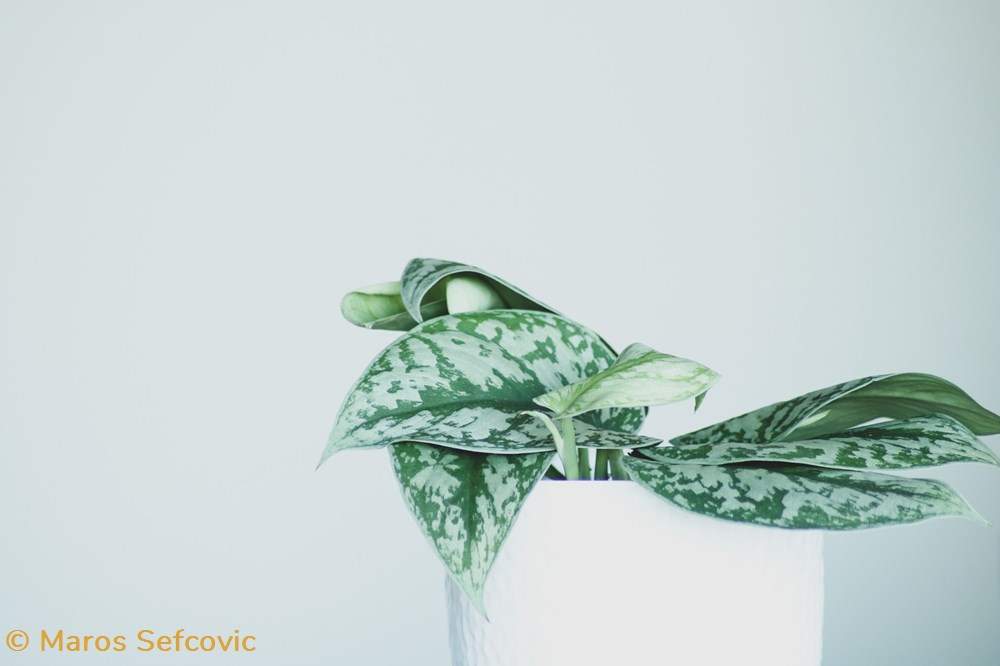 Satin Pothos ( Scindapsus Pictus ) living world vegetaux satin pothos scindapsus pictus
