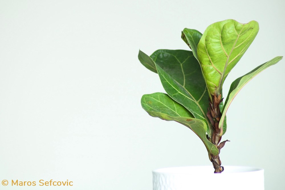 Fig-Leaf Tree (Ficus Lyrata) living world vegetaux fig leaf tree ficus lyrata