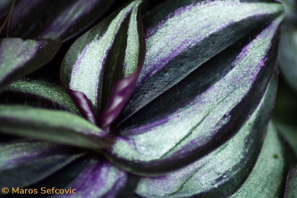 Wandering Jew Plant (Tradescantia Zebrina) 2 living world vegetaux wandering jew plant tradescantia zebrina