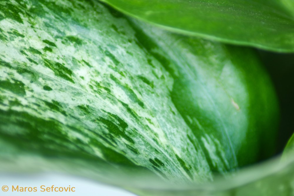 living world vegetaux marble queen pothos