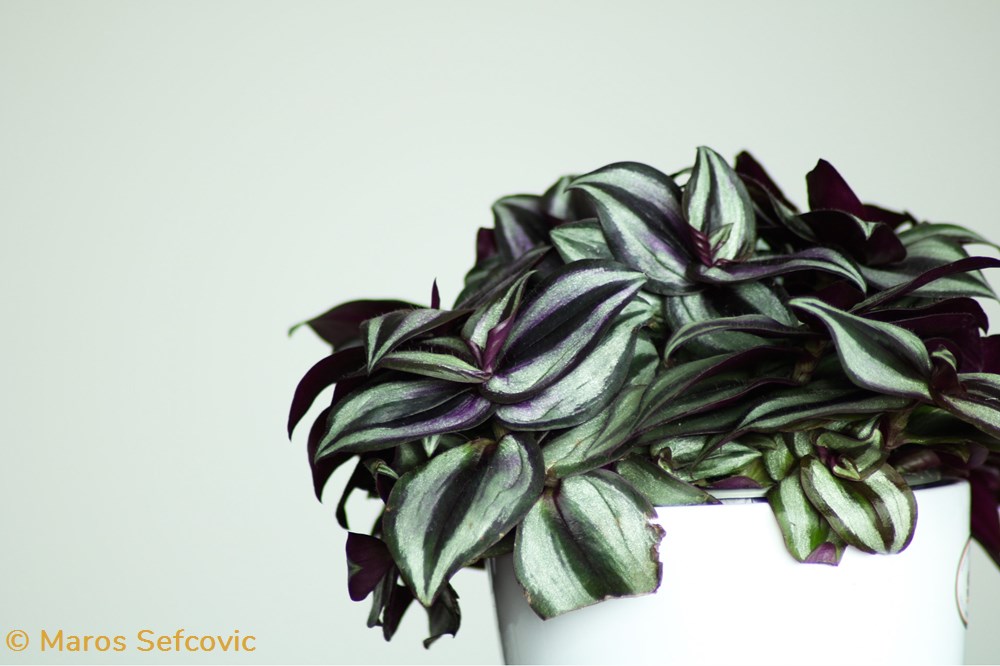 Wandering Jew Plant (Tradescantia Zebrina) living world vegetaux wandering jew plant tradescantia zebrina