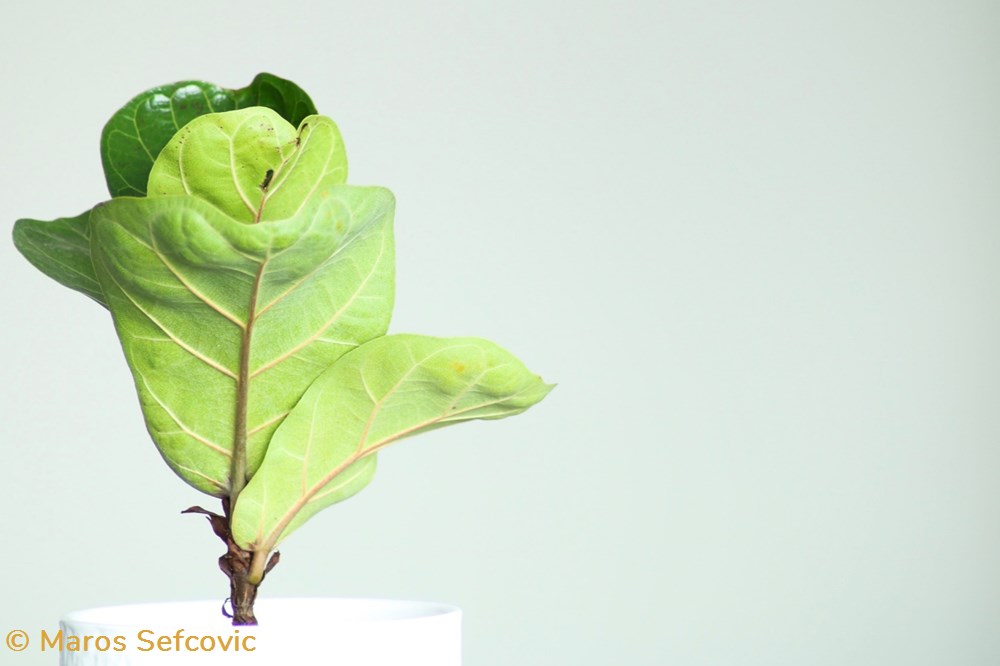 Fig-Leaf Tree (Ficus Lyrata) 3 living world vegetaux fig leaf tree ficus lyrata
