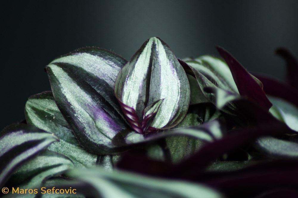 Wandering Jew Plant (Tradescantia Zebrina) 3 living world vegetaux wandering jew plant tradescantia zebrina