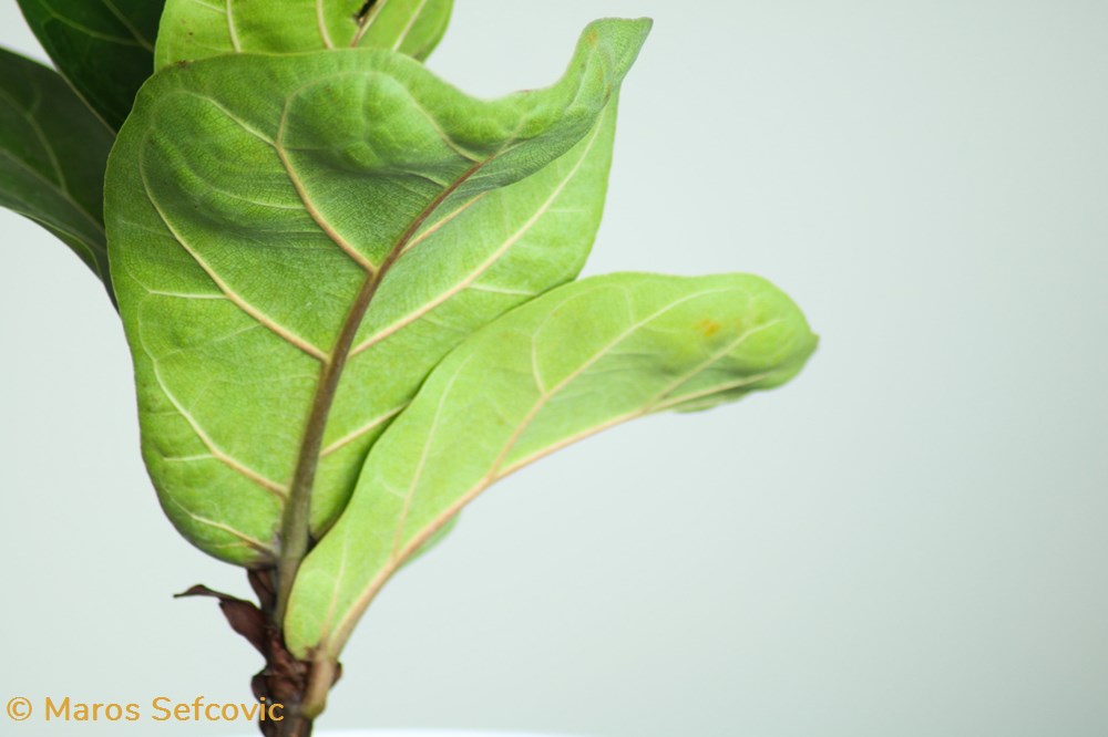 Fig-Leaf Tree (Ficus Lyrata) 2 living world vegetaux fig leaf tree ficus lyrata