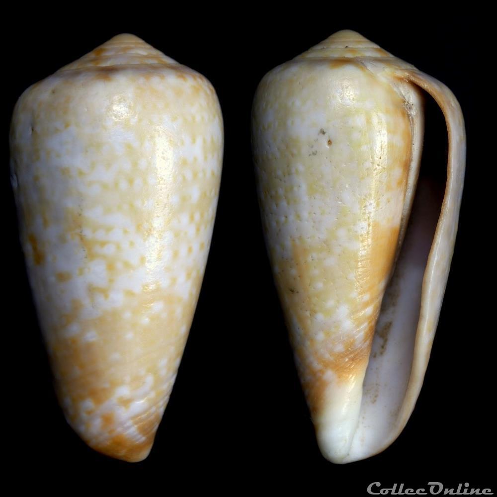 Textilia chiapponorum (Lorenz, 2004) coquillage fossile gastropodum textilia chiapponorum lorenz 2004