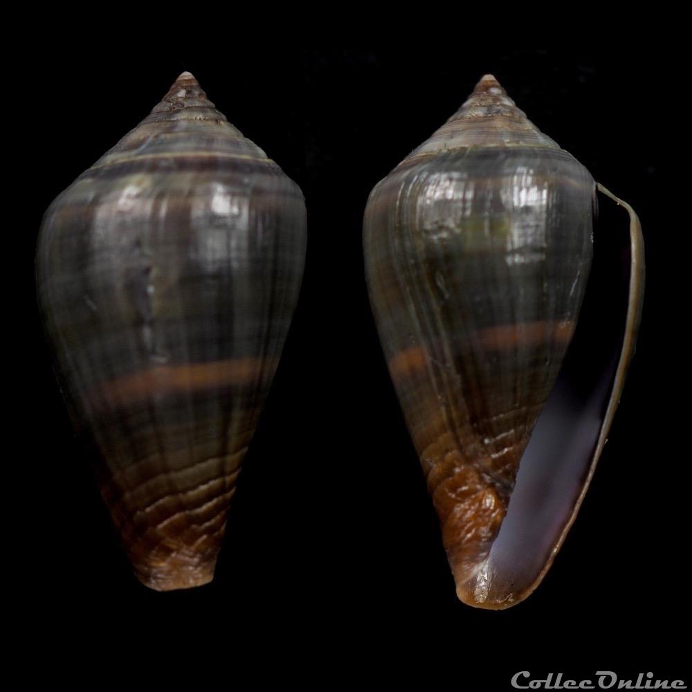 coquillage fossile gastropodum lautoconus africonus fantasmalis rolan 1990