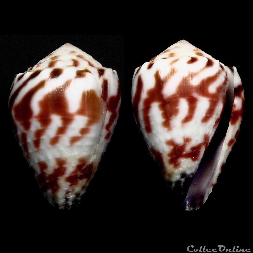 Harmoniconus sponsalis (Hwass in Bruguière, 1792) coquillage fossile gastropodum harmoniconus sponsalis hwass in bruguiere 1792