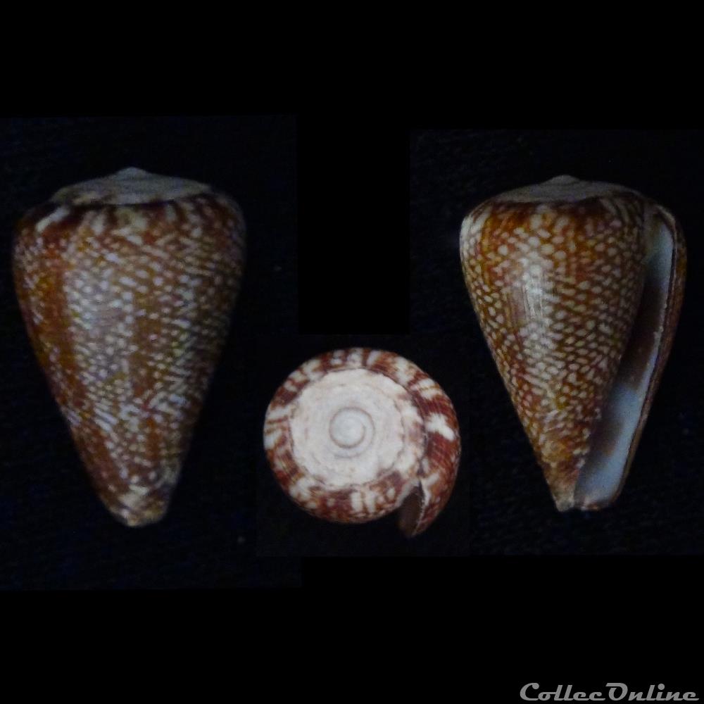 Lautoconus (Africonus) evorai (Monteiro, Fernandes & Rolán, 1995) coquillage fossile gastropodum lautoconus africonus evorai monteiro fernandes rolan 1995