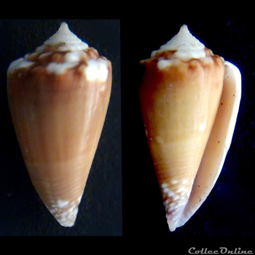 Phasmoconus (Fulgiconus) optimus (Sowerby III, 1913) coquillage fossile gastropodum phasmoconus fulgiconus optimus sowerby iii 1913
