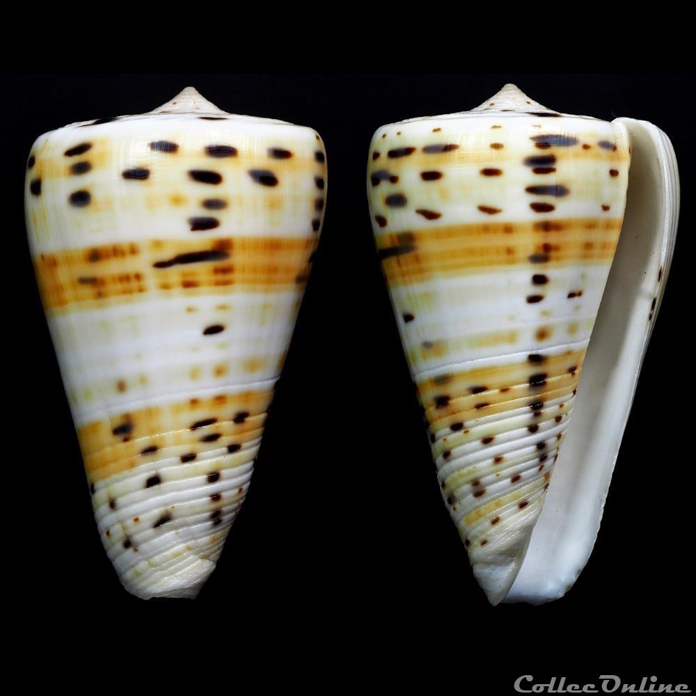 Tesseliconus eburneus (Hwass in Bruguière, 1792) coquillage fossile gastropodum tesseliconus eburneus hwass in bruguiere 1792