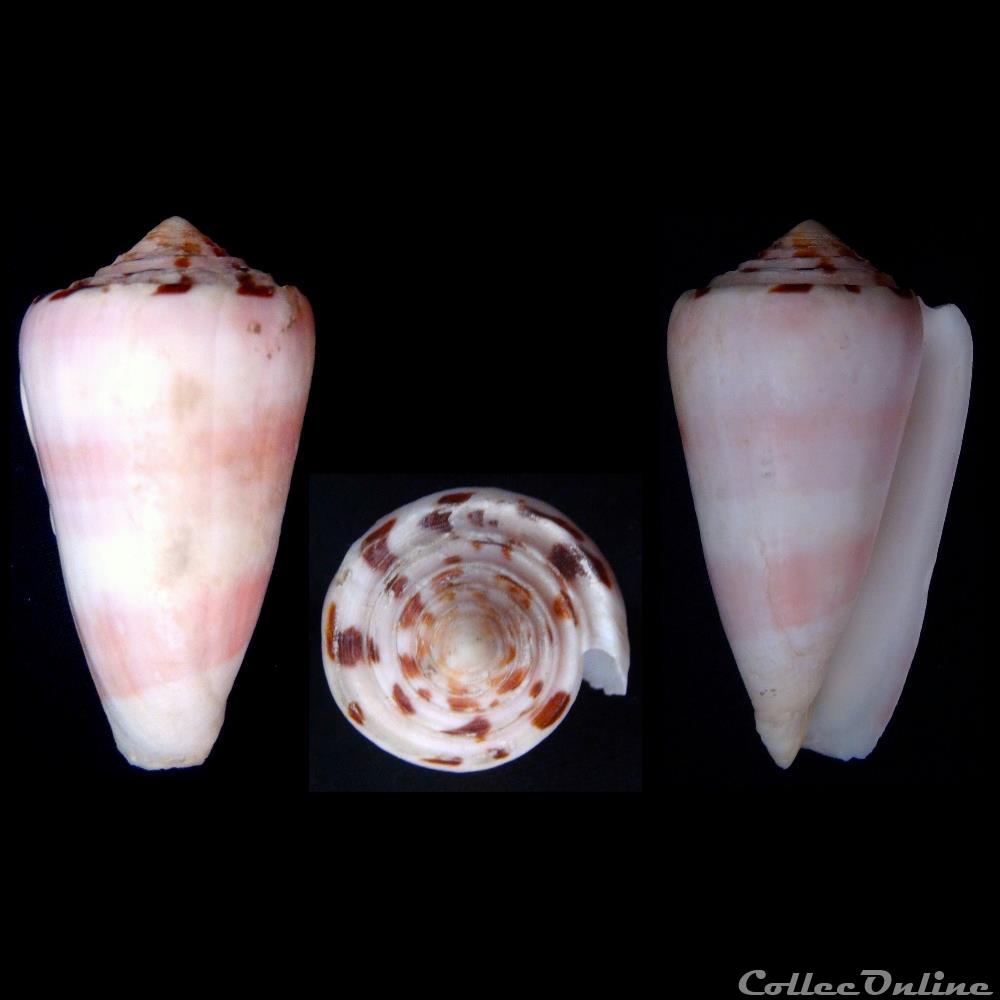 Pionoconus gauguini (Richard & Salvat, 1973) coquillage fossile gastropodum pionoconus gauguini richard salvat 1973