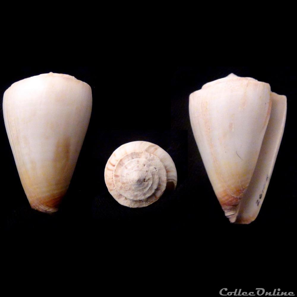 Kioconus (Kioconus) reductaspiralis (Walls, 1979) coquillage fossile gastropodum kioconus kioconus reductaspiralis walls 1979