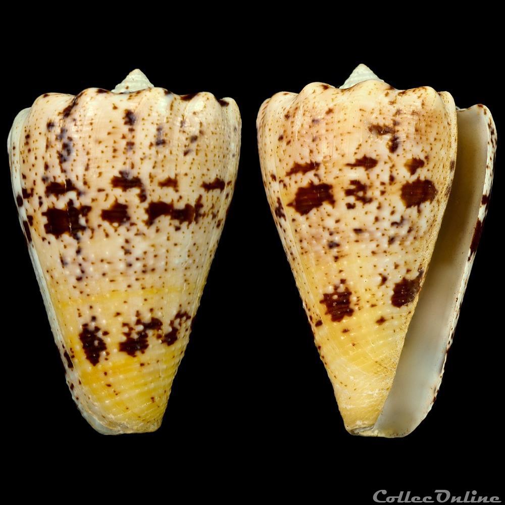 Stephanoconus regius f. citrus(Gmelin, 1791) coquillage fossile gastropodum stephanoconus regius f citrus gmelin 1791