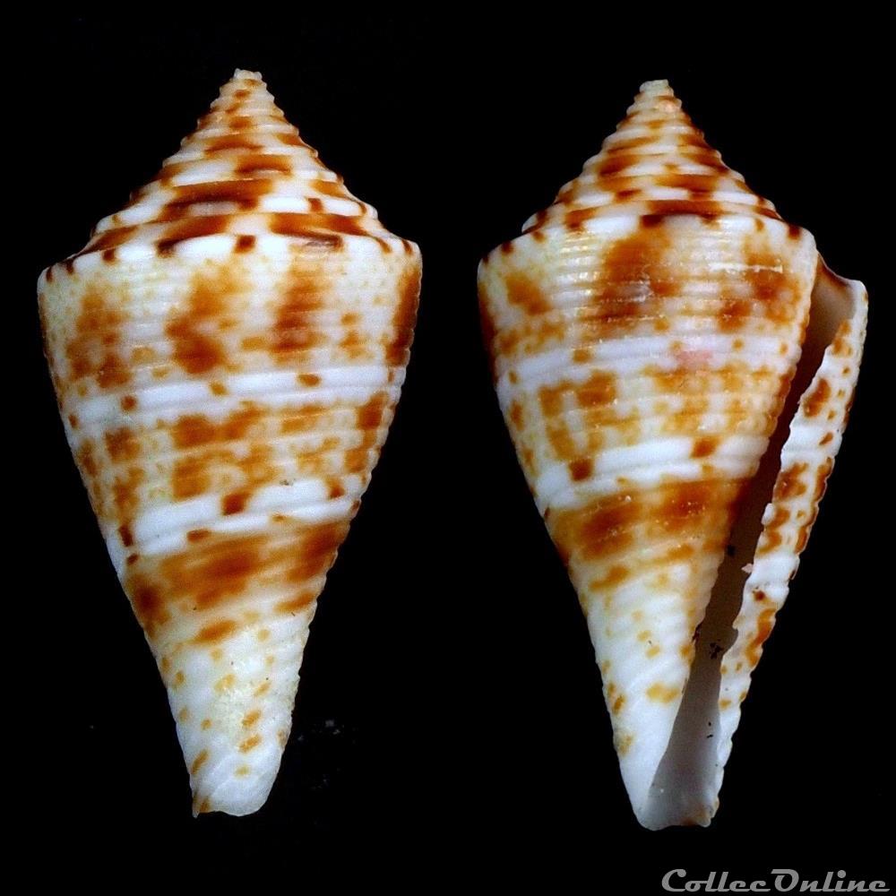 Conasprella memiae (Habe & Kosuge, 1970) coquillage fossile gastropodum conasprella memiae habe kosuge 1970