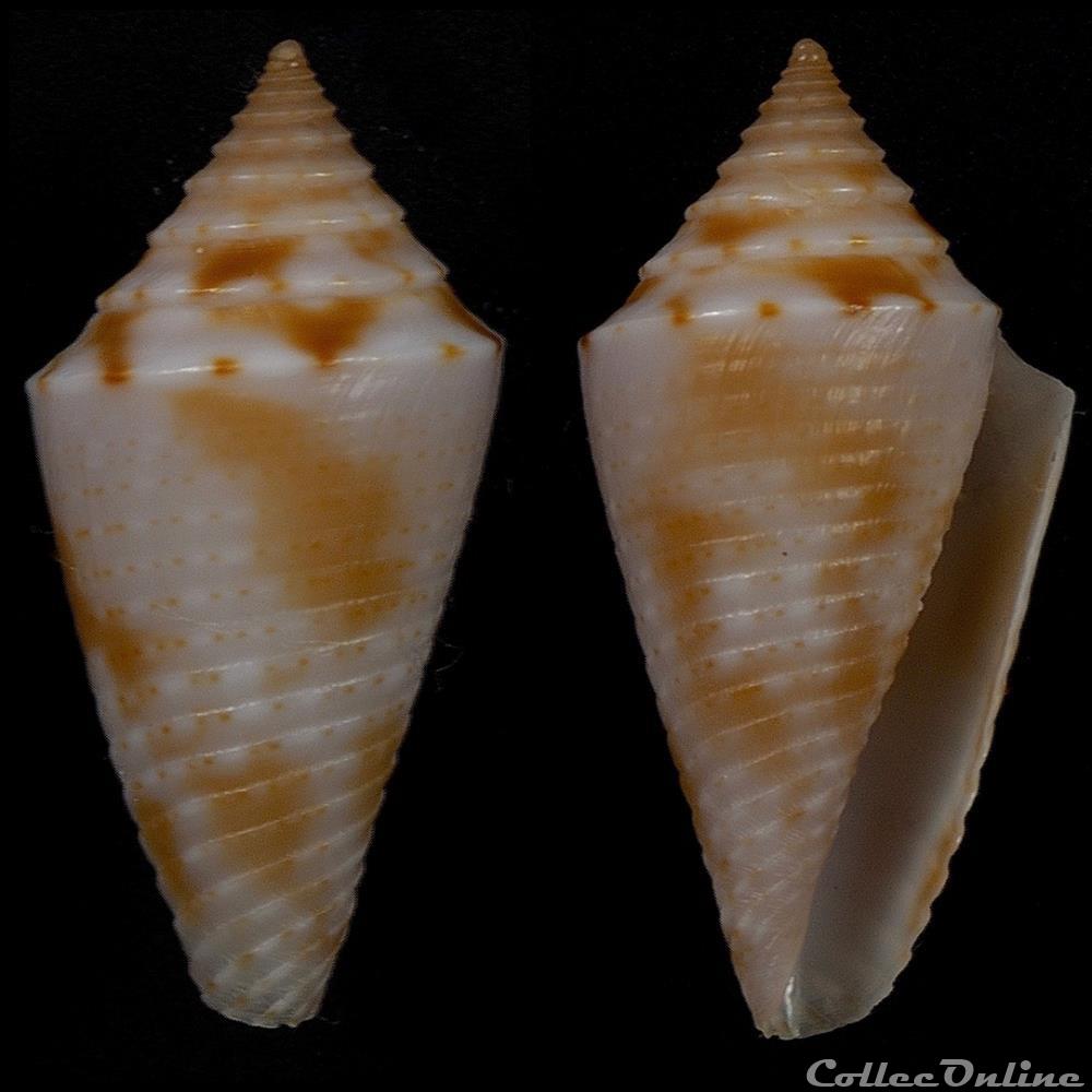 Ximeniconus (Jaspidiconus) marinae Petuch & Myers, 2014 coquillage fossile gastropodum ximeniconus jaspidiconus marinae petuch myers 2014