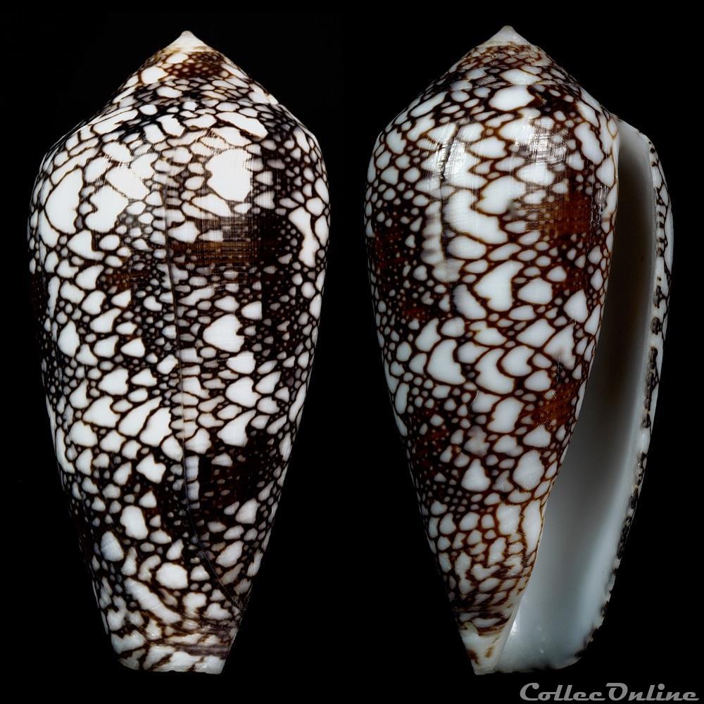 Darioconus pennaceus spp 4 coquillage fossile gastropodum darioconus pennaceus spp 4