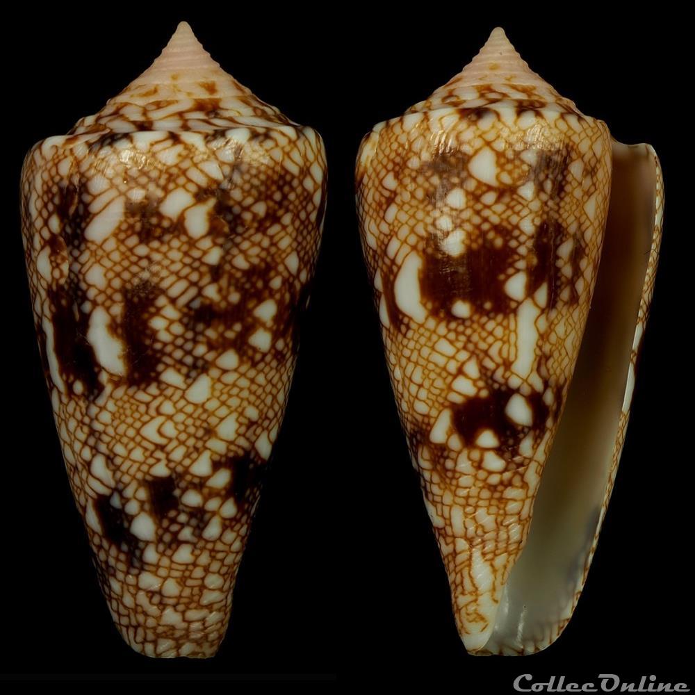 Cylindrus glorioceanus Poppe & Tagaro, 2009 coquillage fossile gastropodum cylindrus glorioceanus poppe tagaro 2009