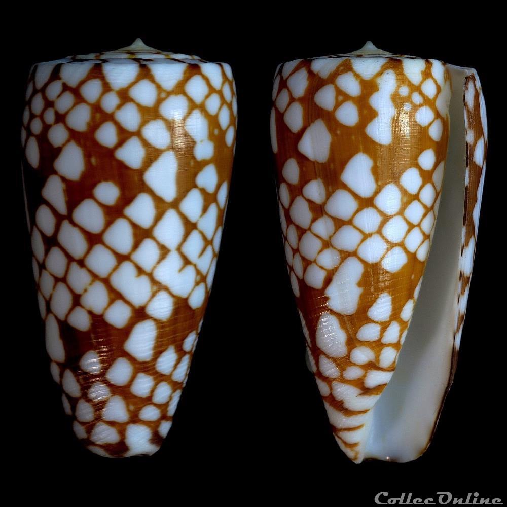 Eugeniconus cordigera (Sowerby II, 1866) coquillage fossile gastropodum eugeniconus cordigera sowerby ii 1866