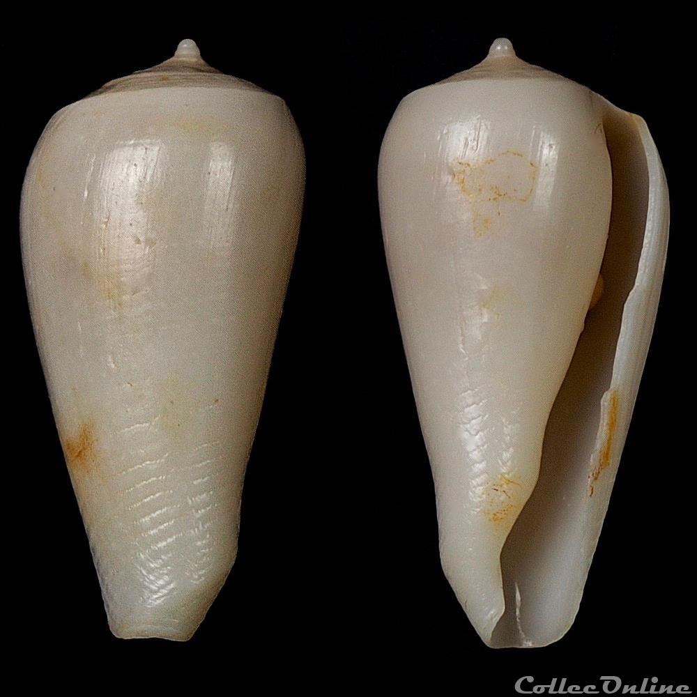 Gastridium sp. coquillage fossile gastropodum gastridium sp