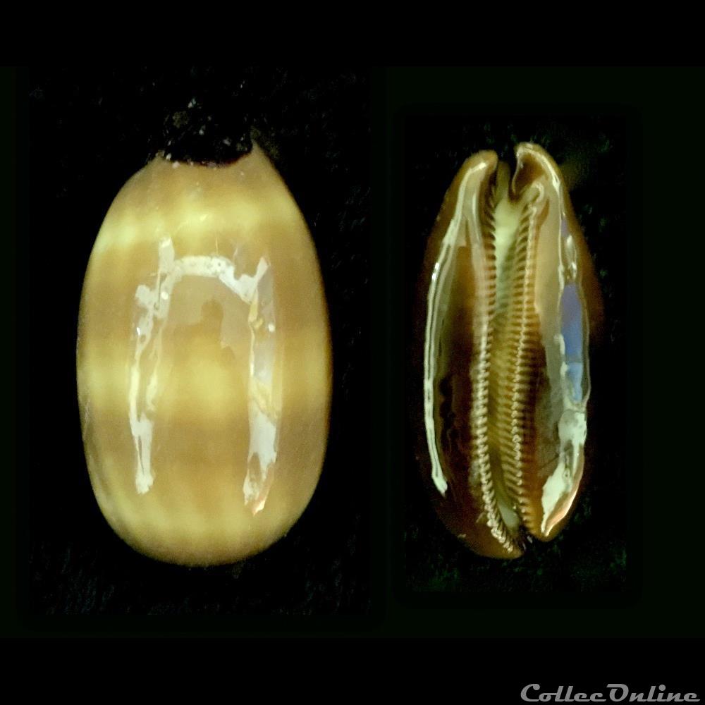 coquillage fossile gastropodum talparia talpa linnaeus 1758