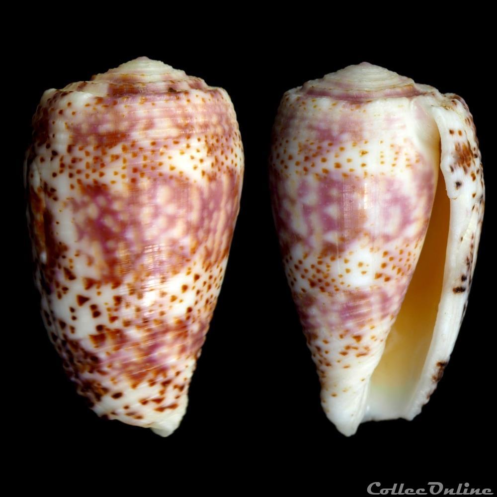 coquillage fossile gastropodum textilia textilia adamsonii broderip 1836
