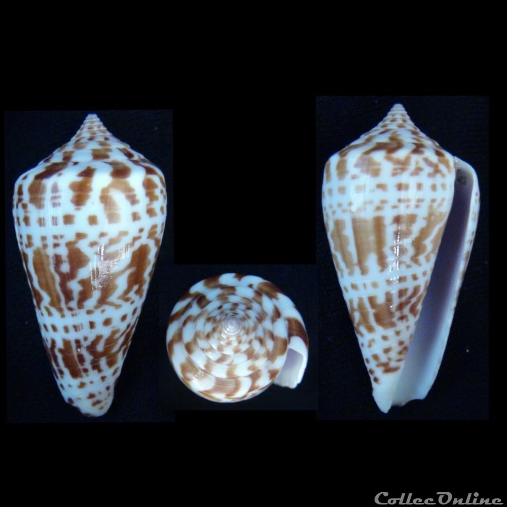 Phasmoconus (Phasmoconus) inscriptus (Reeve, 1843) coquillage fossile gastropodum phasmoconus phasmoconus inscriptus reeve 1843