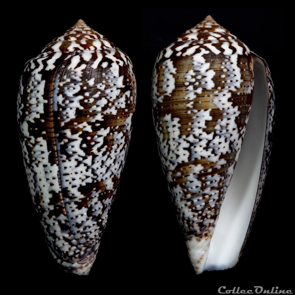 coquillage fossile gastropodum pionoconus achatinus gmelin 1791