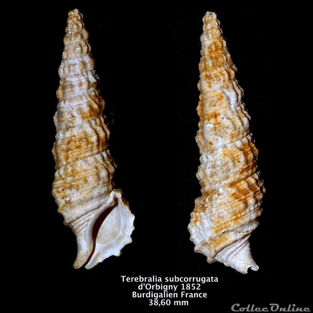 Terebralia subcorrugata d'Orbigny, 1852 coquillage fossile invertebre terebralia subcorrugata orbigny 1852