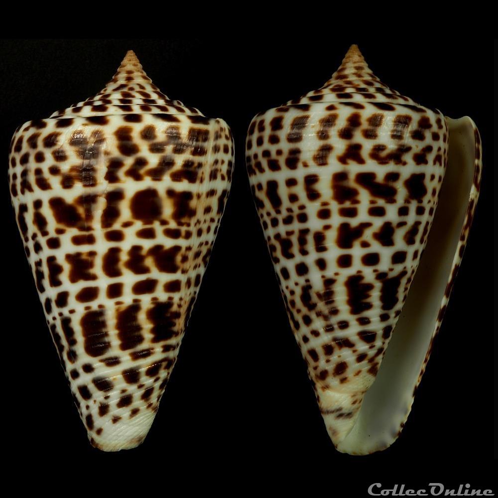 Lindaconus sp. coquillage fossile gastropodum lindaconus sp