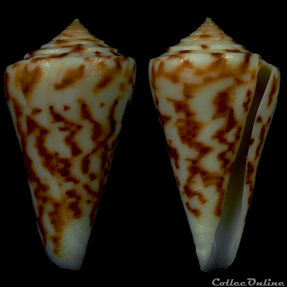 Dauciconus (Dauciconus) carcellesi (Martins, 1945) coquillage fossile gastropodum dauciconus dauciconus carcellesi martins 1945
