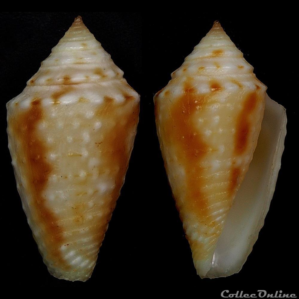 Ximeniconus (Jaspidiconus) vanhyningi (Rehder, 1944) coquillage fossile gastropodum ximeniconus jaspidiconus vanhyningi rehder 1944