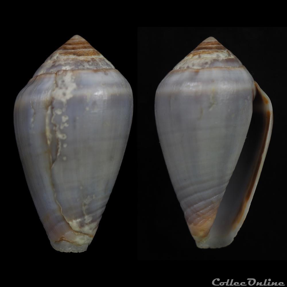 Lautoconus (Africonus) Cf coquillage fossile gastropodum lautoconus africonus cf