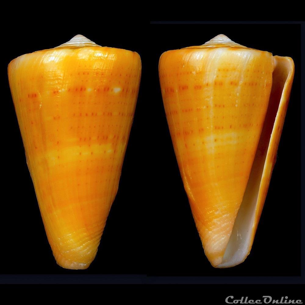 coquillage fossile gastropodum dauciconus dauciconus daucus hwass in bruguiere 1792