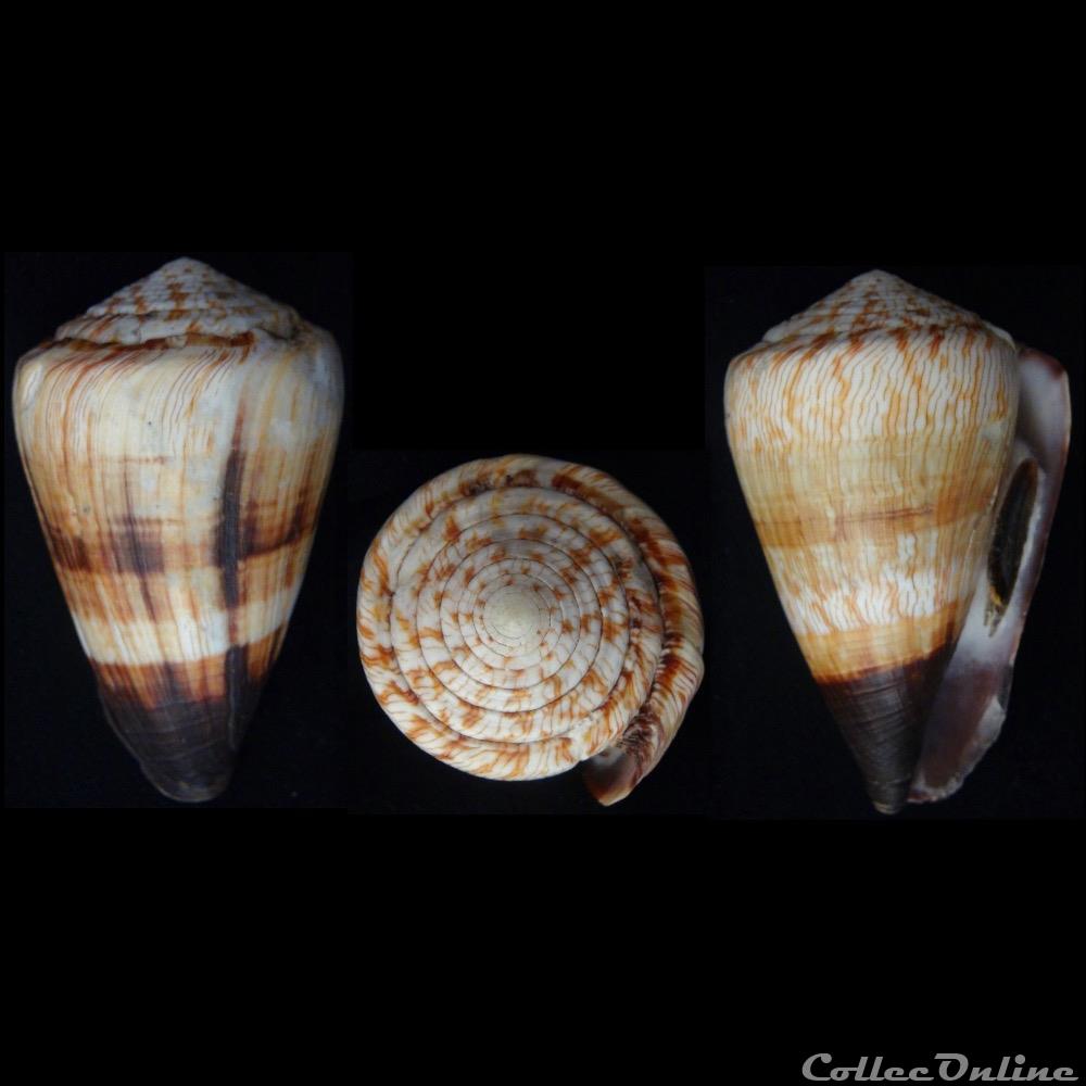 Rhizoconus miles (Linnaeus, 1758) coquillage fossile gastropodum rhizoconus miles linnaeus 1758