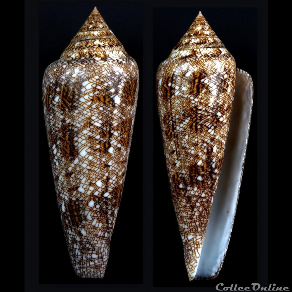Cylindrus gloriamaris (Chemnitz, 1777) coquillage fossile gastropodum cylindrus gloriamaris chemnitz 1777