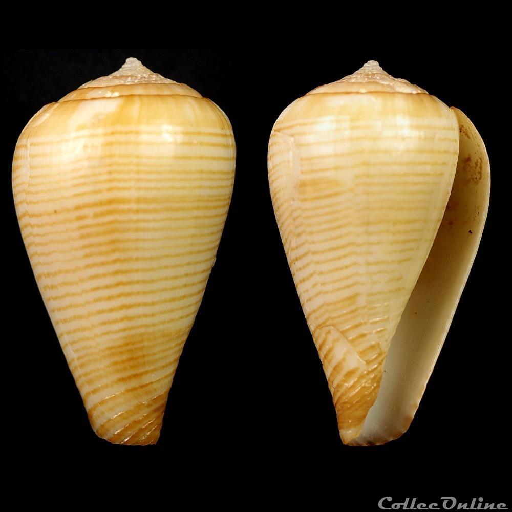 Lautoconus (Varioconus) cf. fuscolineatus (Sowerby III, 1905) coquillage fossile gastropodum lautoconus varioconus cf fuscolineatus sowerby iii 1905