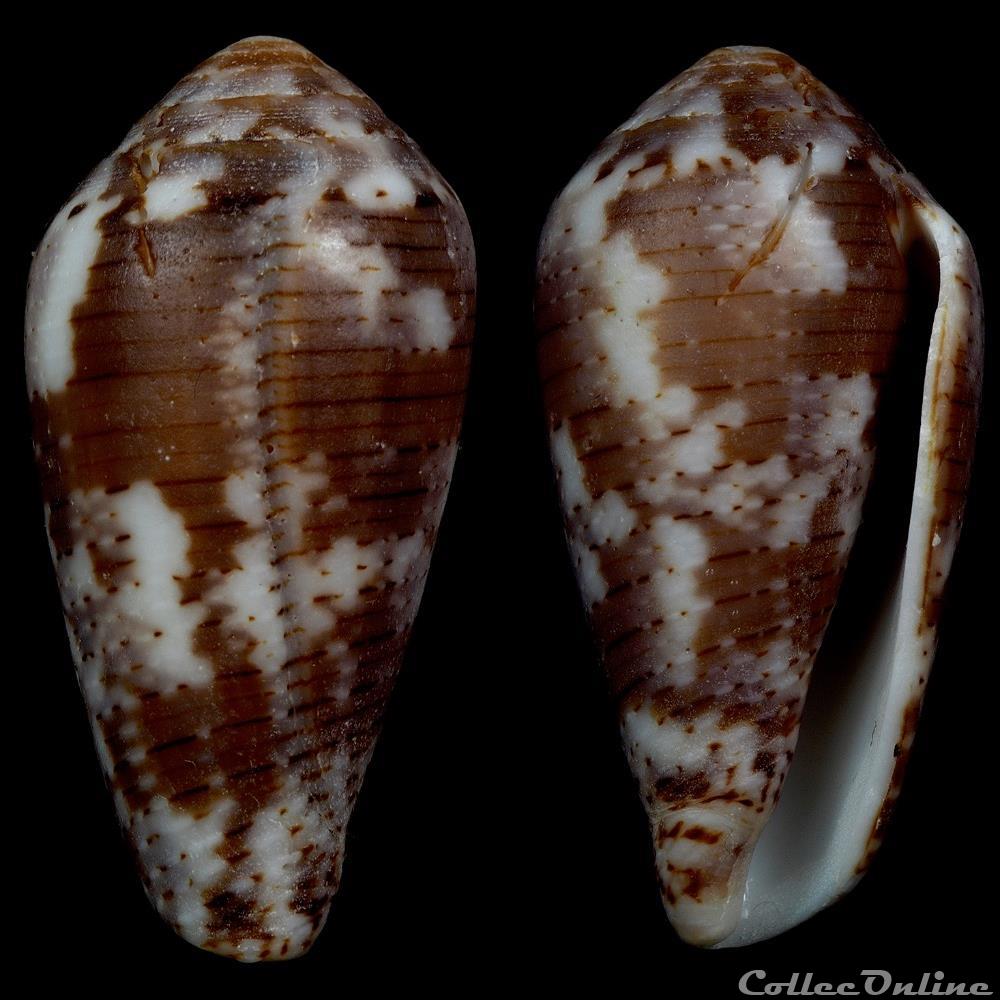 coquillage fossile gastropodum pionoconus koukae monnier limpalaer robin 2013