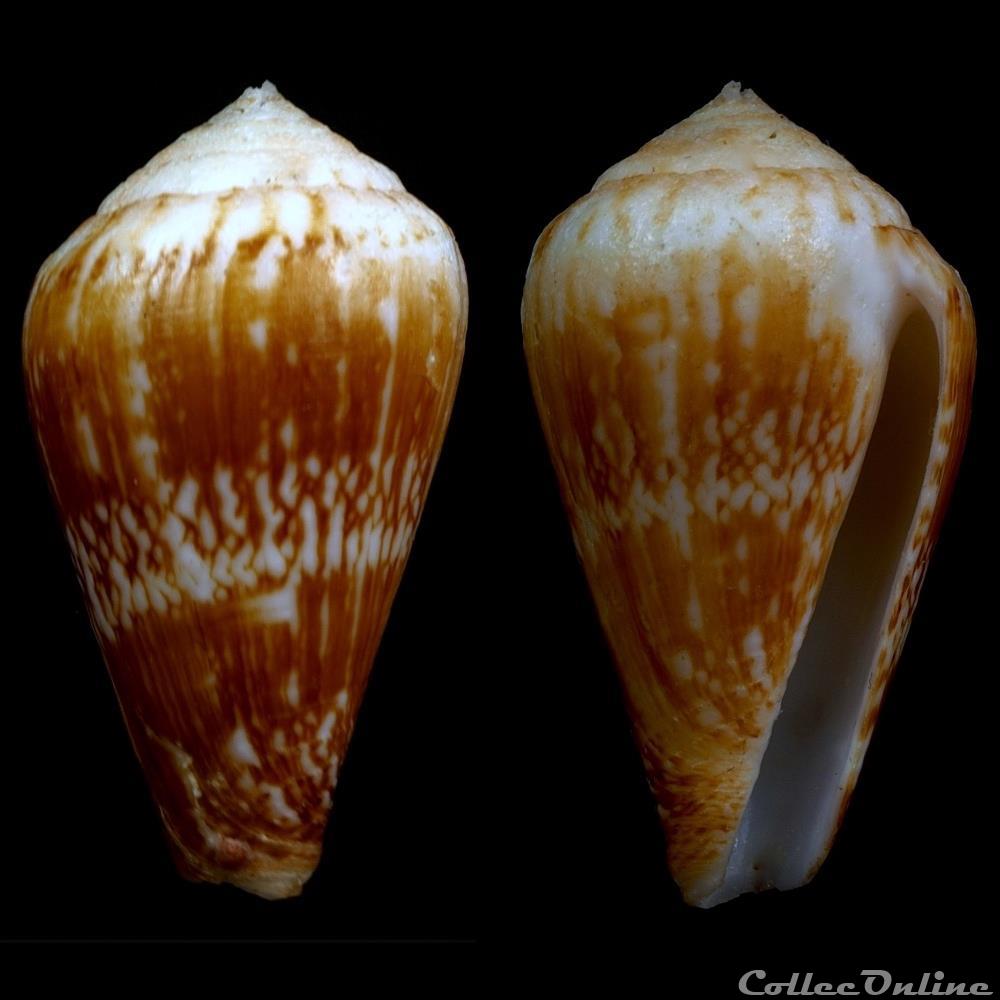 coquillage fossile gastropodum lautoconus lautoconus trencar nolf verstraeten 2008