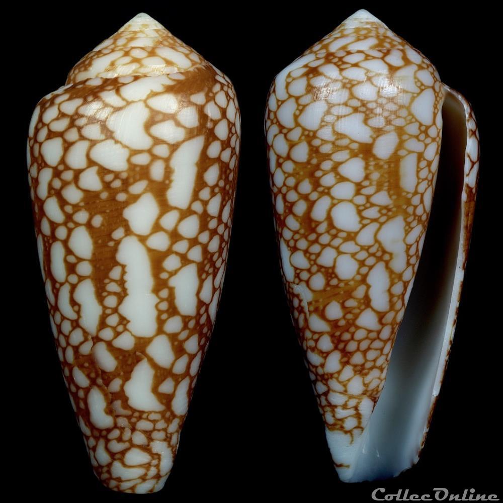 Darioconus laueri Monnier & Limpalaer, 2013 coquillage fossile gastropodum darioconus laueri monnier limpalaer 2013