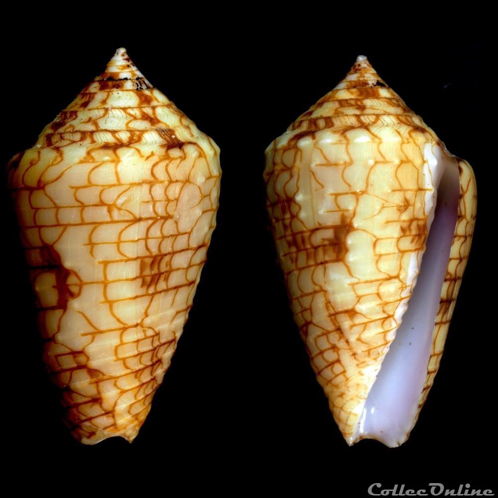 Ximeniconus (Perplexiconus) lucidus (Wood, 1828) coquillage fossile gastropodum ximeniconus perplexiconus lucidus wood 1828