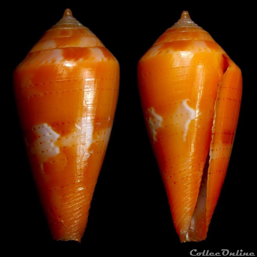 Kioconus (Isoconus) corallinus (Kiener, 1845) coquillage fossile gastropodum kioconus isoconus corallinus kiener 1845