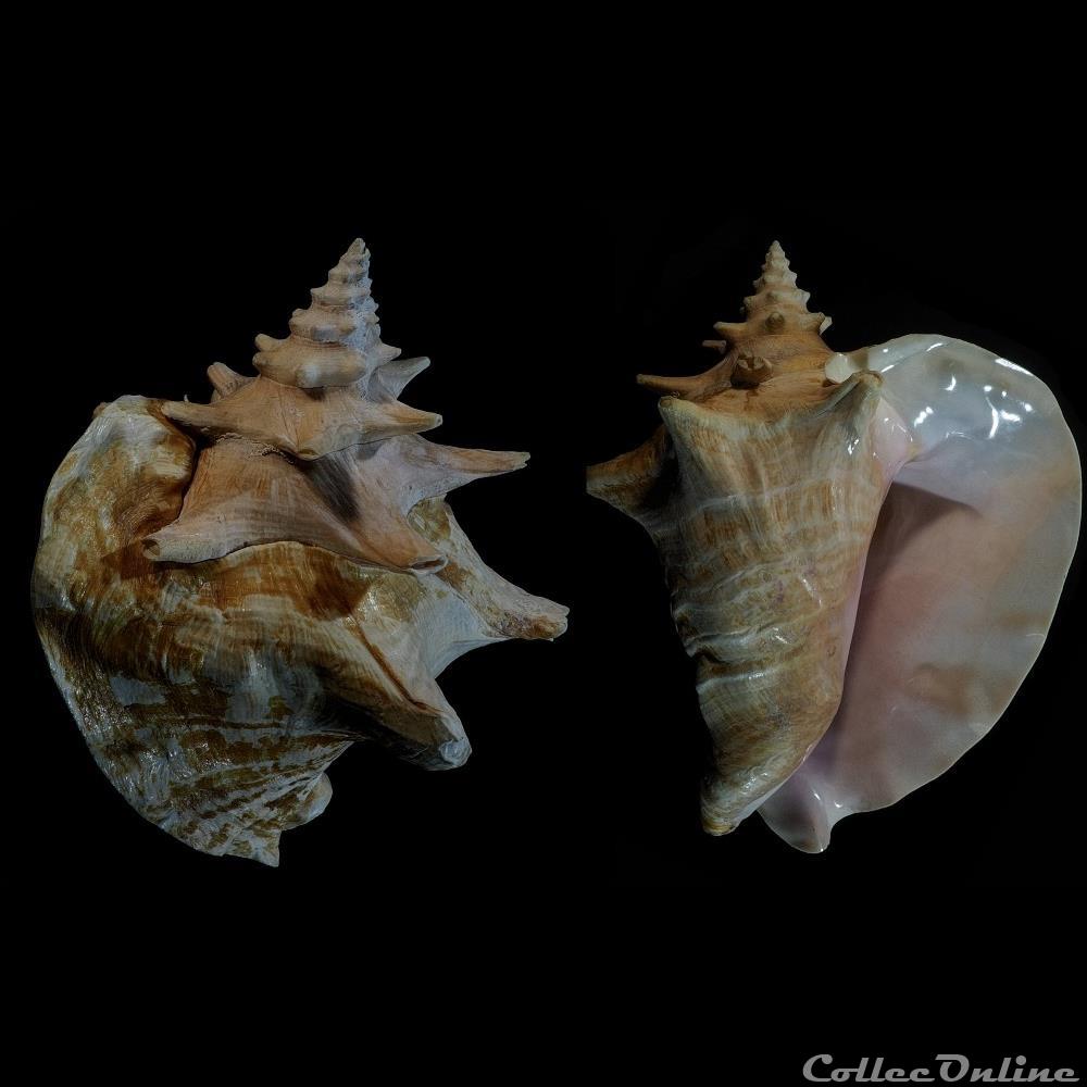 coquillage fossile gastropodum lobatus gigas linnaeus 1758