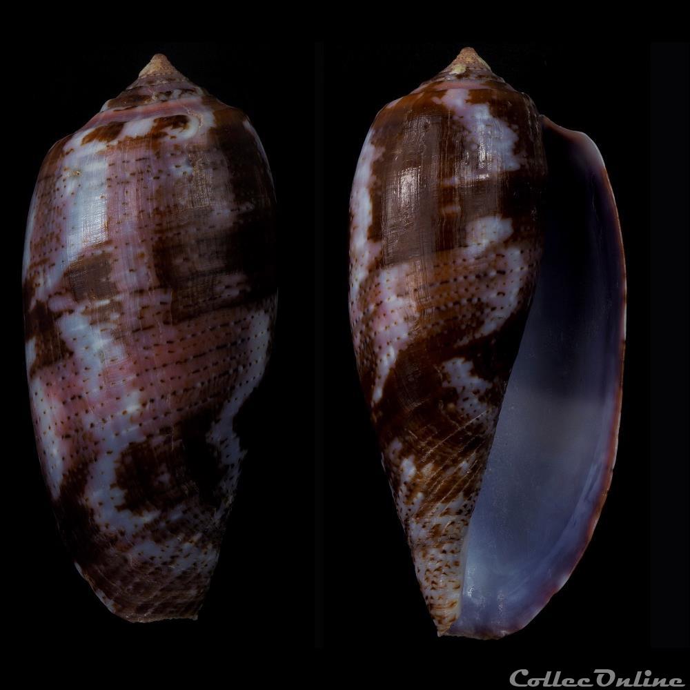 coquillage fossile gastropodum gastridium tulipa linnaeus 1758