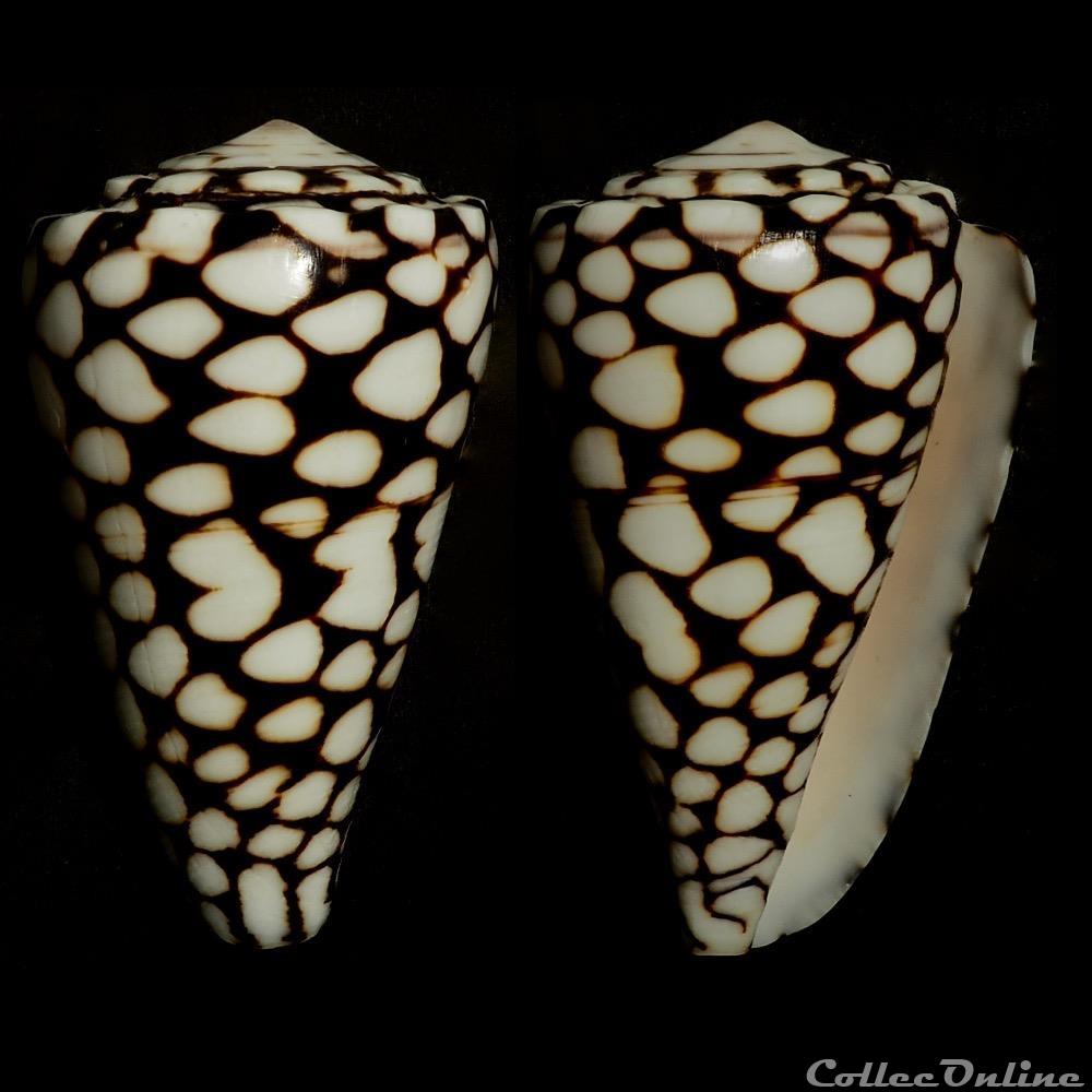 Conus marmoreus (Linnaeus, 1758) coquillage fossile gastropodum conus marmoreus linnaeus 1758