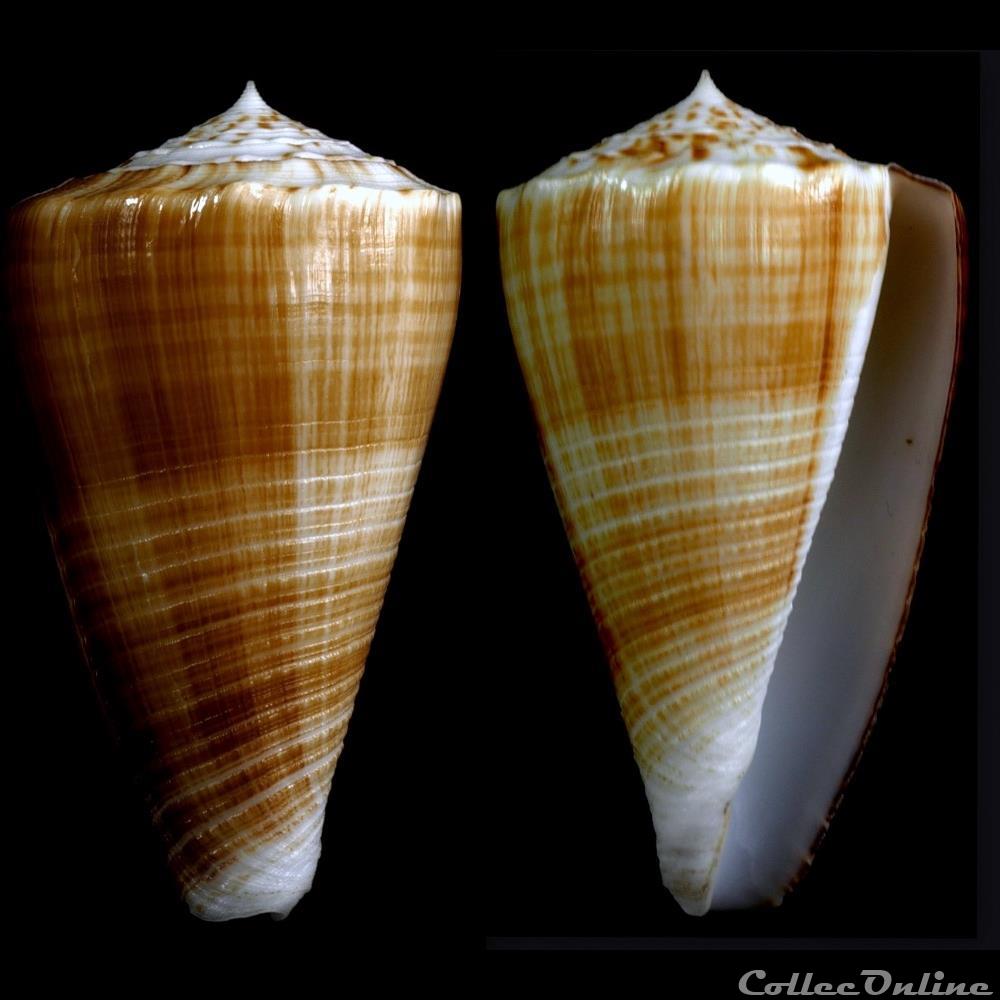 Asprella bocki (Sowerby III, 1881) coquillage fossile gastropodum asprella bocki sowerby iii 1881