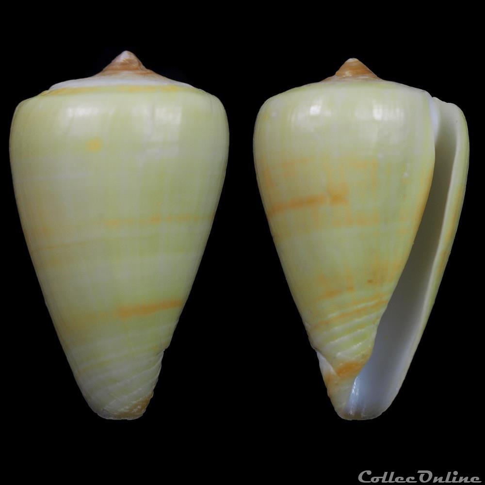 coquillage fossile gastropodum lautoconus africonus josephinae rolan 1980