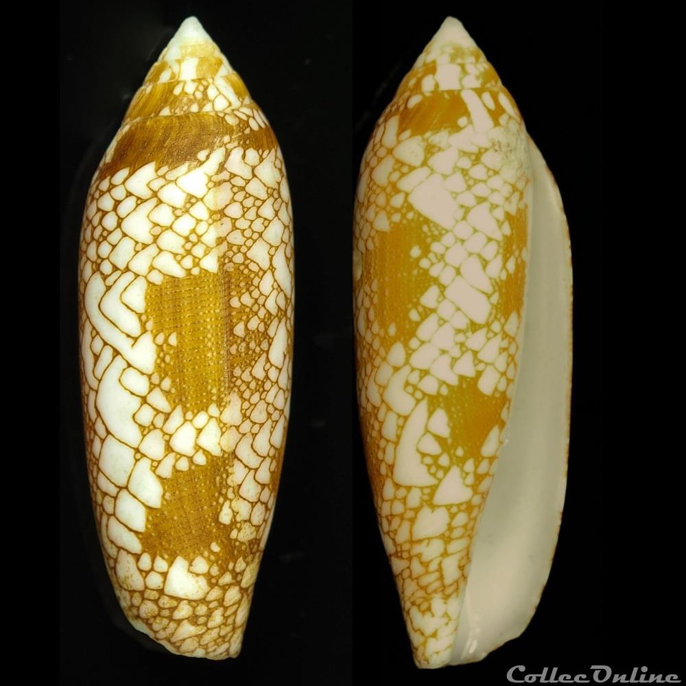 Darioconus auricomus (Hwass, 1792) coquillage fossile gastropodum darioconus auricomus hwass 1792